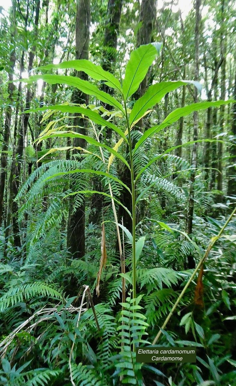 Elettaria cardamomum  Cardamome.Zingiberaceae.sténonaturalisé