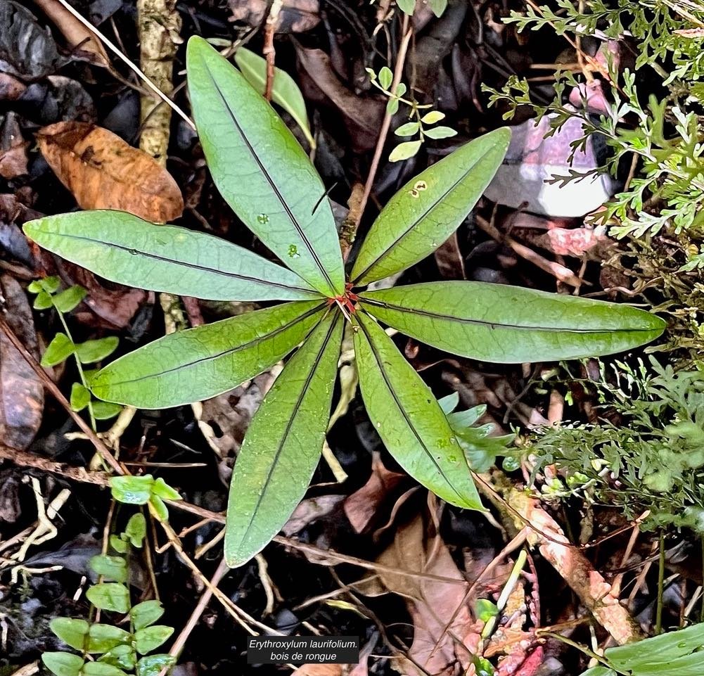 Erythroxylum laurifolium.bois de rongue ( jeune plant ). erythroxylaceae.endémique Réunion Maurice