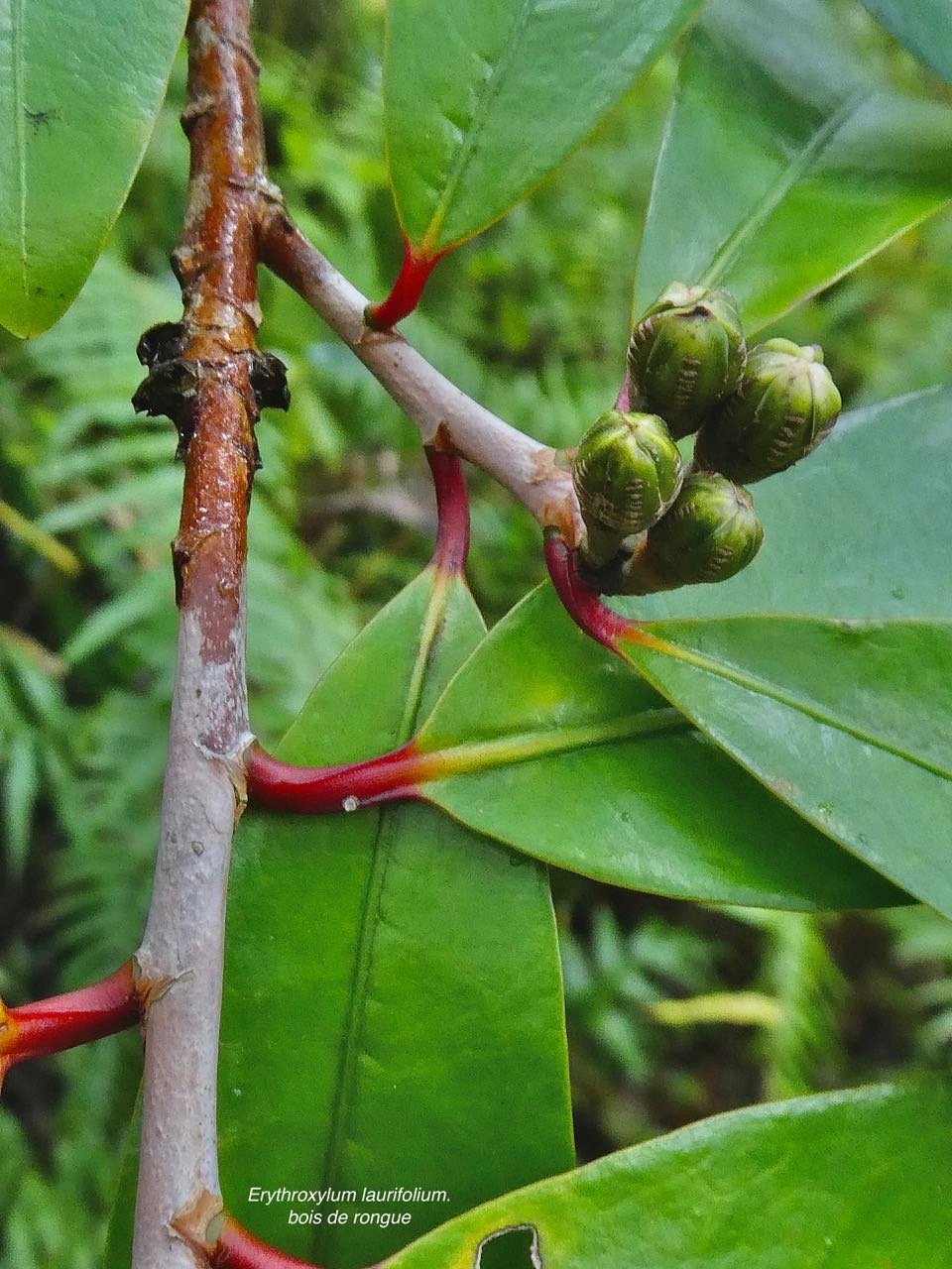 Erythroxylum laurifolium.bois de rongue .( boutons floraux ) erythroxylaceae.endémique Réunion Maurice