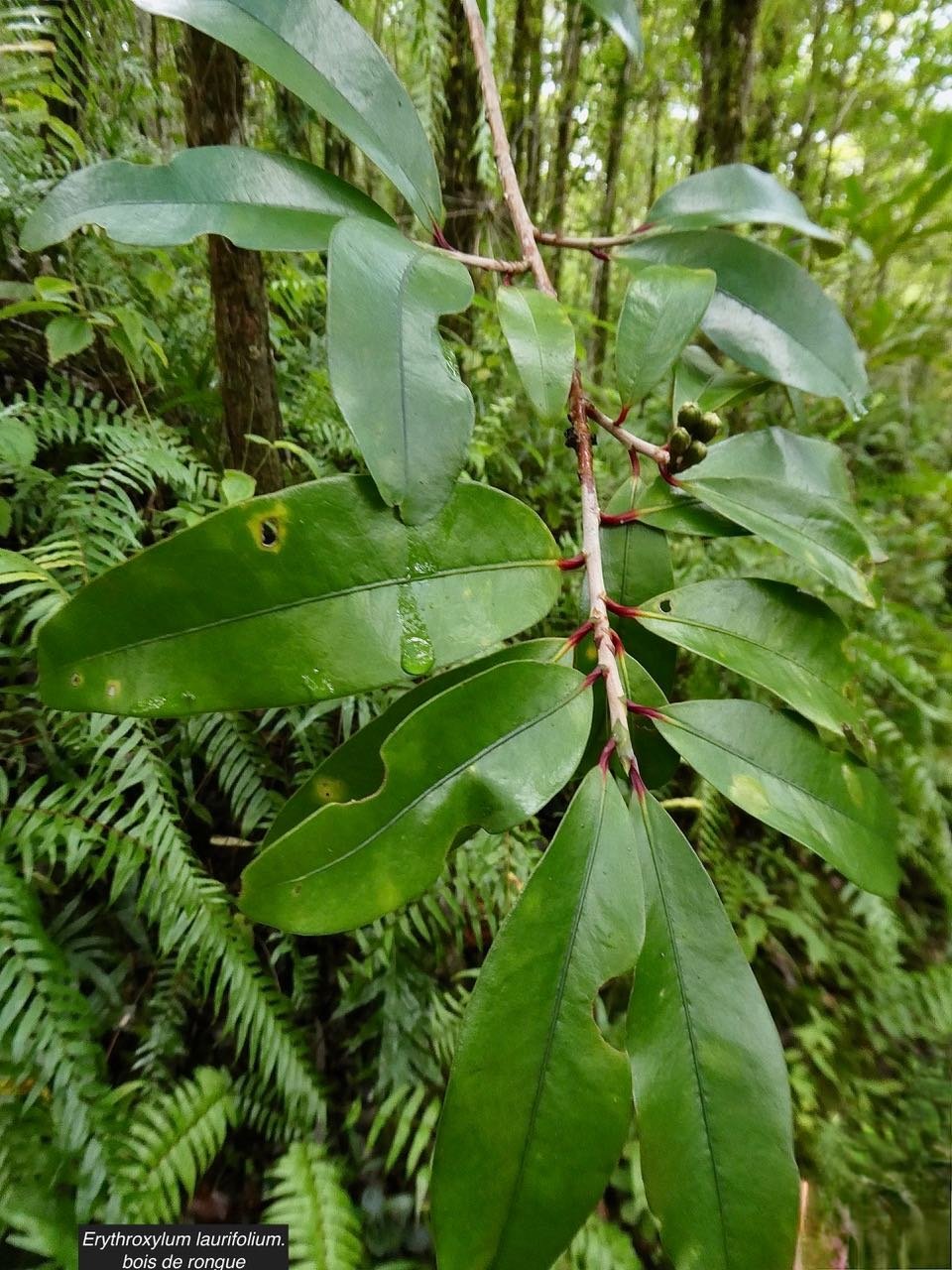Erythroxylum laurifolium.bois de rongue .erythroxylaceae.endémique Réunion Maurice.