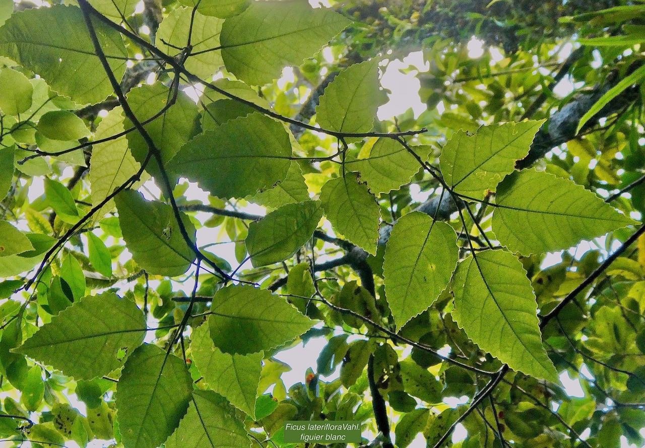 Ficus laterifloraVahl.figuier blanc.moraceae.endémique Réunion Maurice