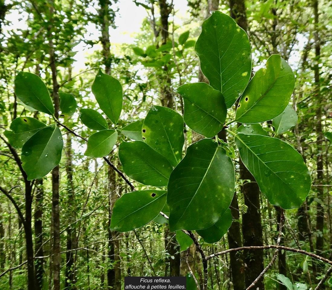 Ficus reflexa.affouche à petites feuilles.Ti l&nbsp;‘affouche.moraceae.endémique Madagascar,Seychelles et Mascareignes. (1)