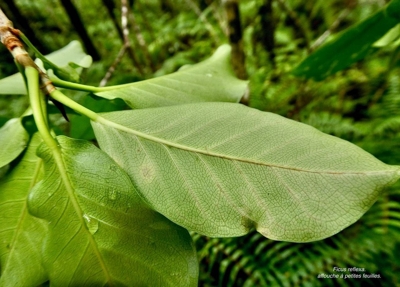Ficus reflexa.affouche à petites feuilles.Ti l&nbsp;‘affouche.moraceae.endémique Madagascar,Seychelles et Mascareignes.