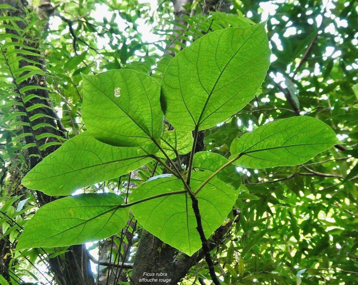 Ficus rubra Vahl.affouche rouge.moraceae..endémique Seychelles Mascareignes