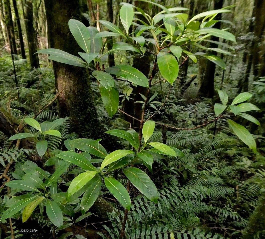 Gaertnera laxiflora (Gaertnera vaginata.)losto café. rubiaceae.ebdémique Réunion
