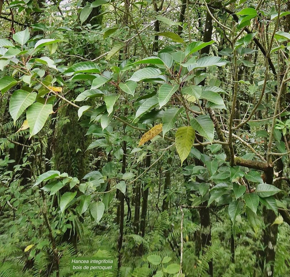 Hancea integrifolia ( Cordemoya integrifolia) Bois de  perroquet.euphorbiaceae .endémique Réunion Maurice