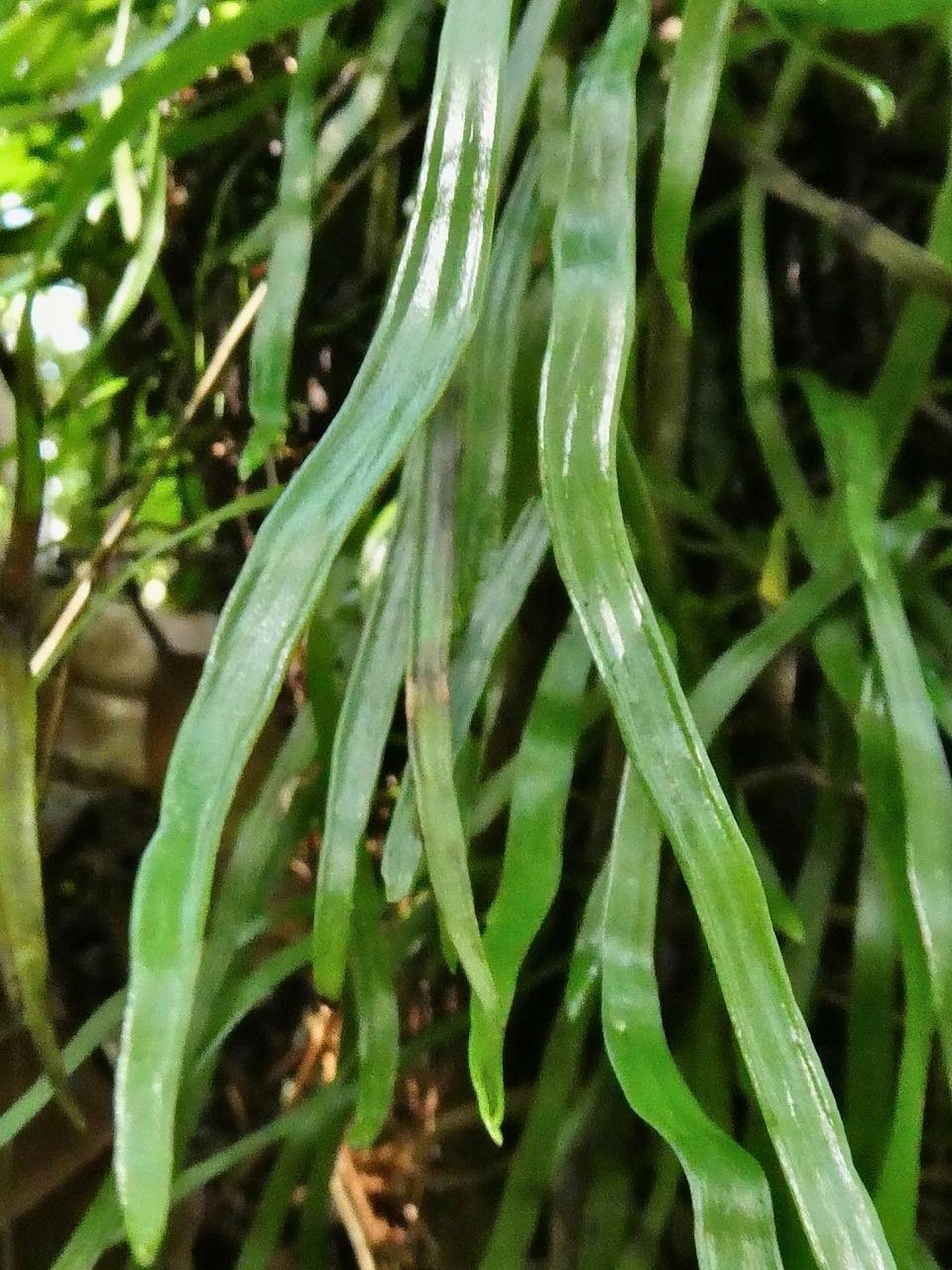?? Haplorteris ensiformis.(ex Vitttaria ).pteridaceae.indigène Réunion. (1)