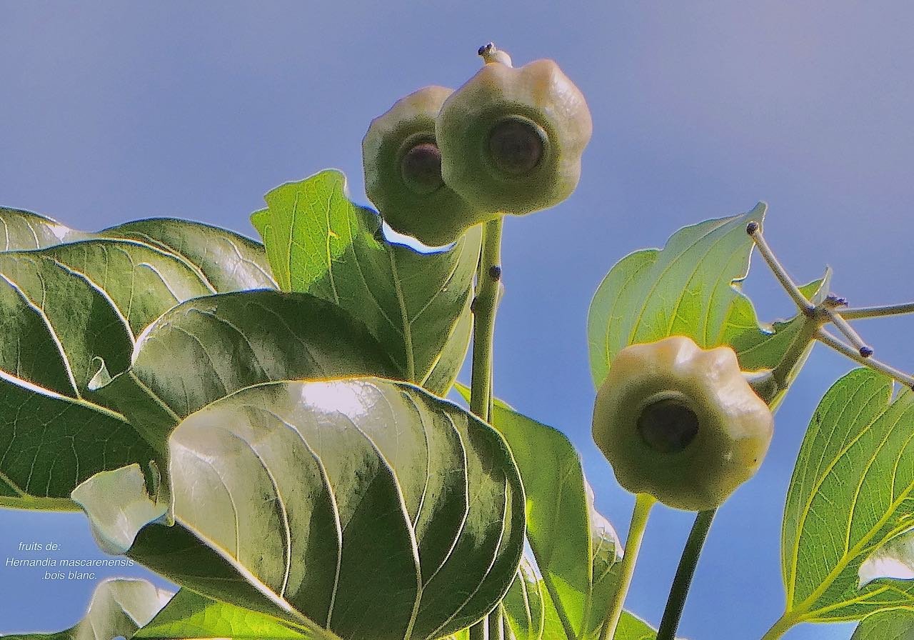 Hernandia mascarenensis .bois blanc ( fruits ) .hernandiaceae.endémique Réunion Maurice