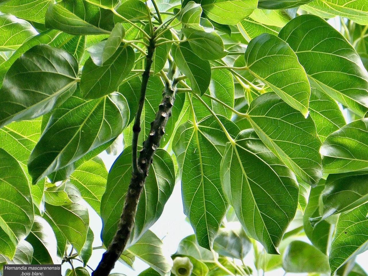 Hernandia mascarenensis .bois blanc.hernandiaceae.endémique Réunion Maurice