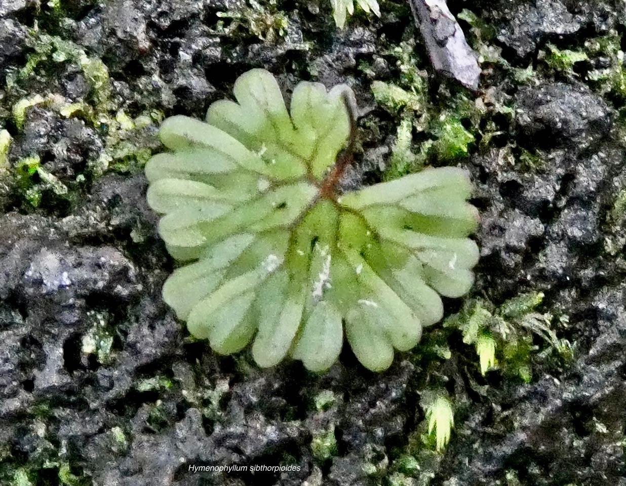 Hymenophyllum sibthorpioides.hymenophyllaceae.indigène Réunion. (1)