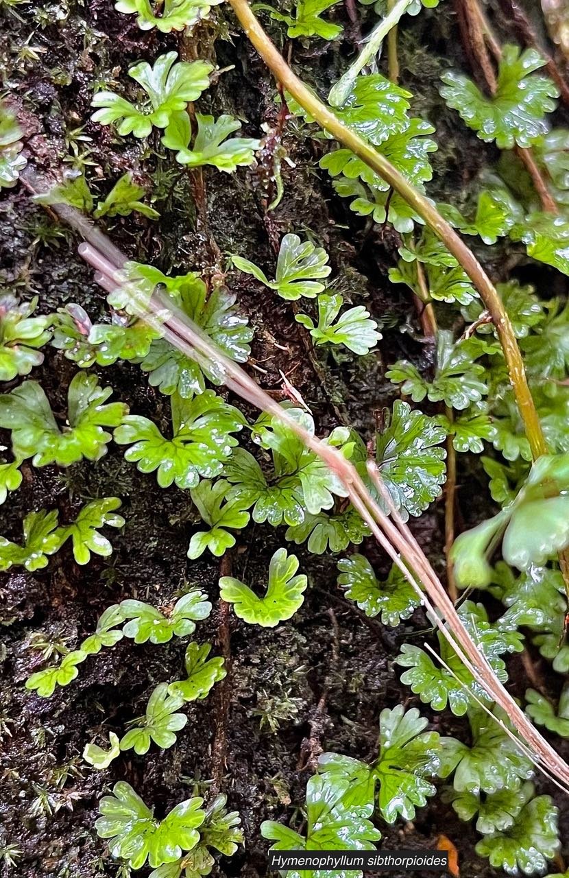 Hymenophyllum sibthorpioides.hymenophyllaceae.indigène Réunion