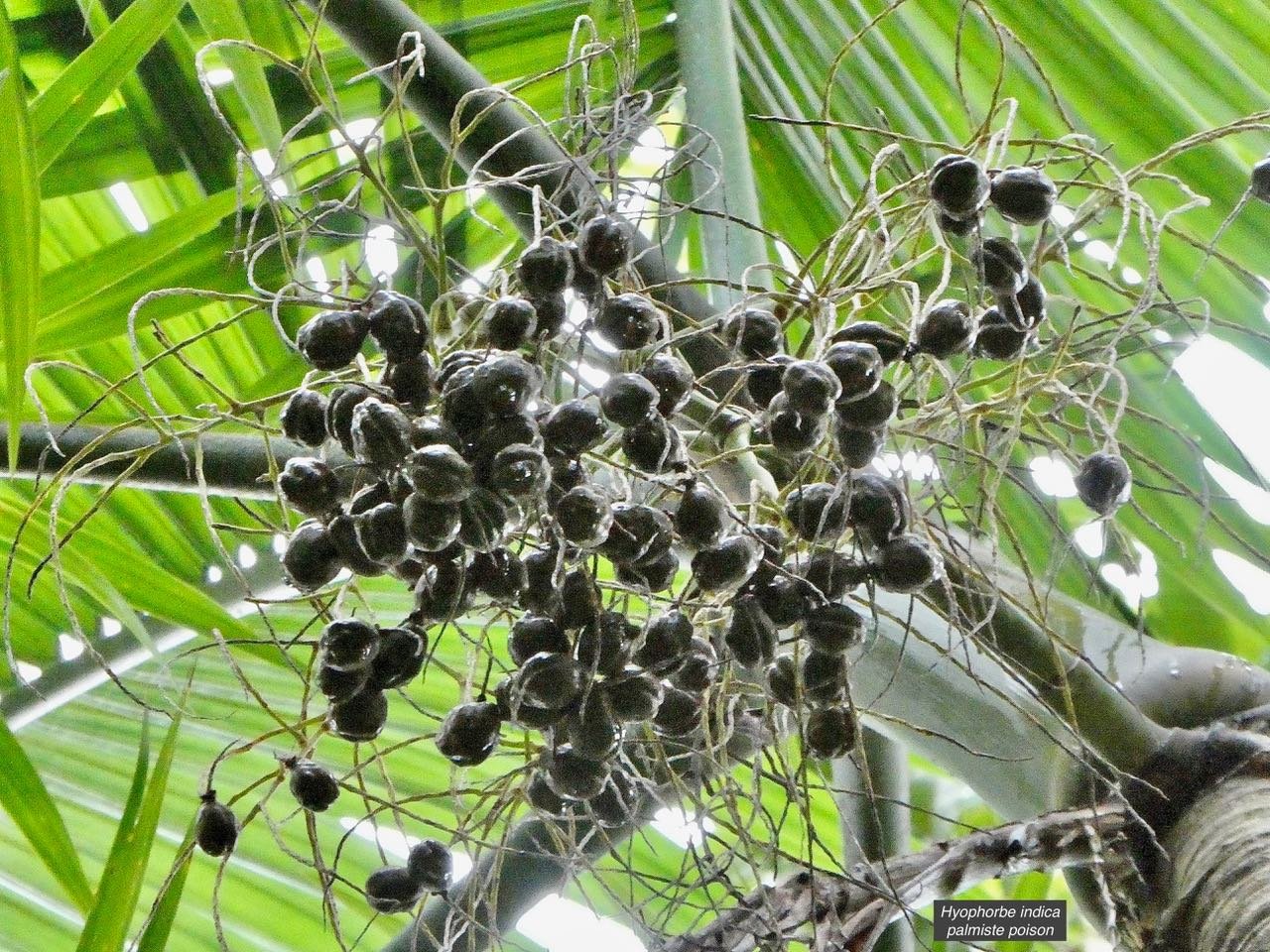 Hyophorbe indica  palmiste poison  ( fruits ).Arecaceae.indigène Réunion