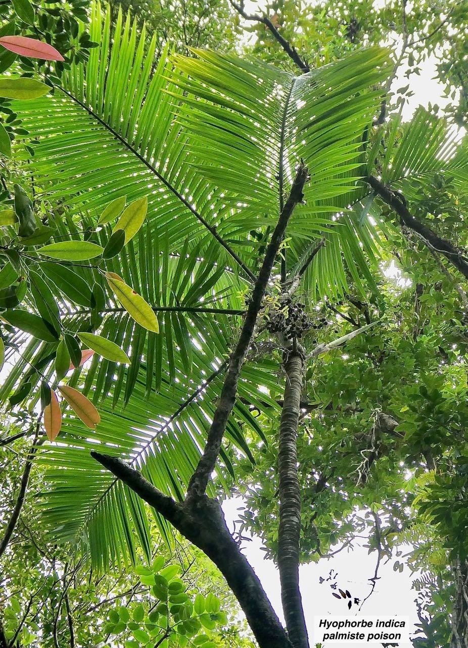 Hyophorbe indica  palmiste poison .Arecaceae.indigène Réunion