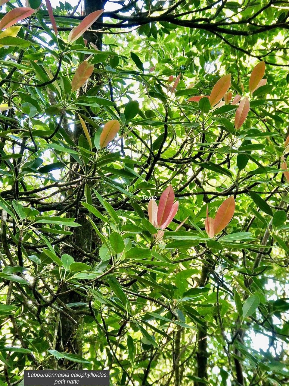 Labourdonnaisia calophylloides. petit natte .sapotaceae. endémique Réunion Maurice . (1)