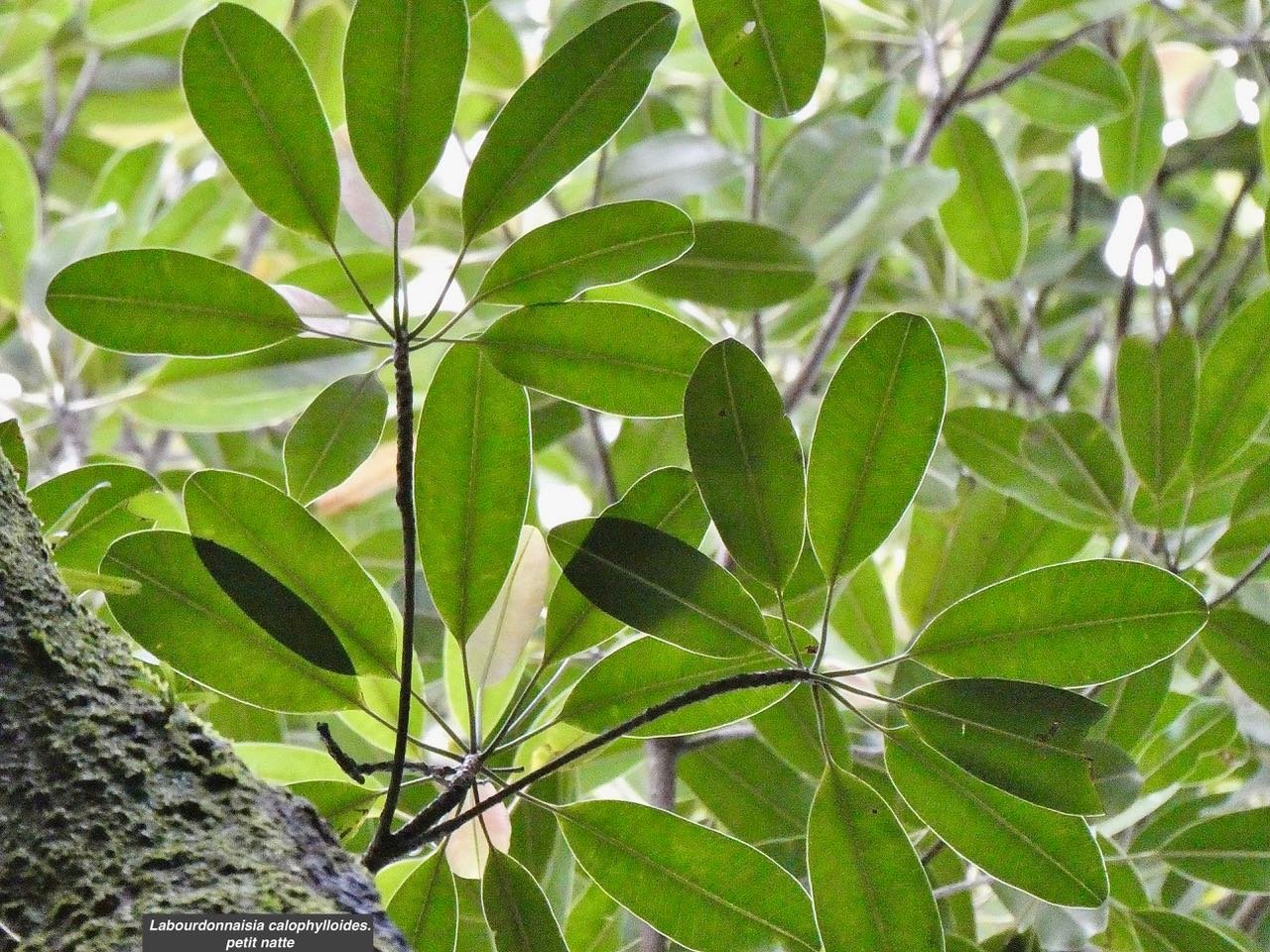 Labourdonnaisia calophylloides. petit natte .sapotaceae. endémique Réunion Maurice 