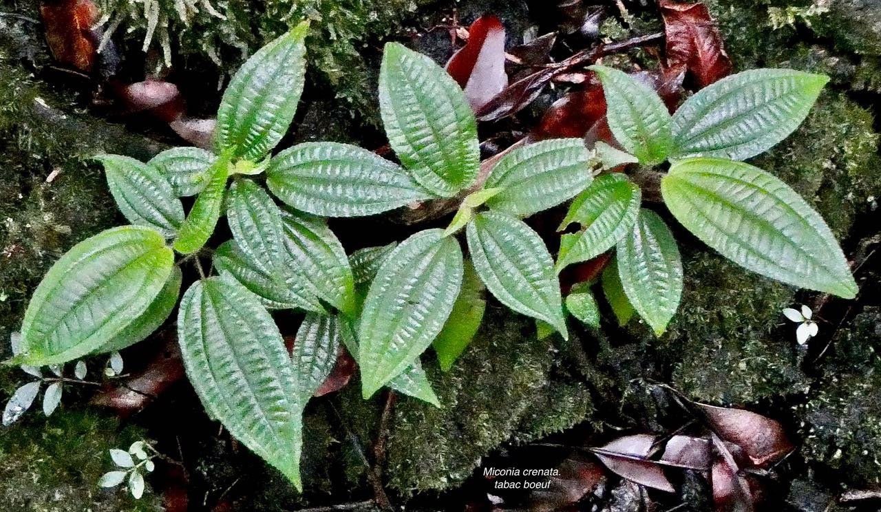 Miconia crenata.( Clidemia hirta ) tabac boeuf.melastomataceae.espèce envahissante