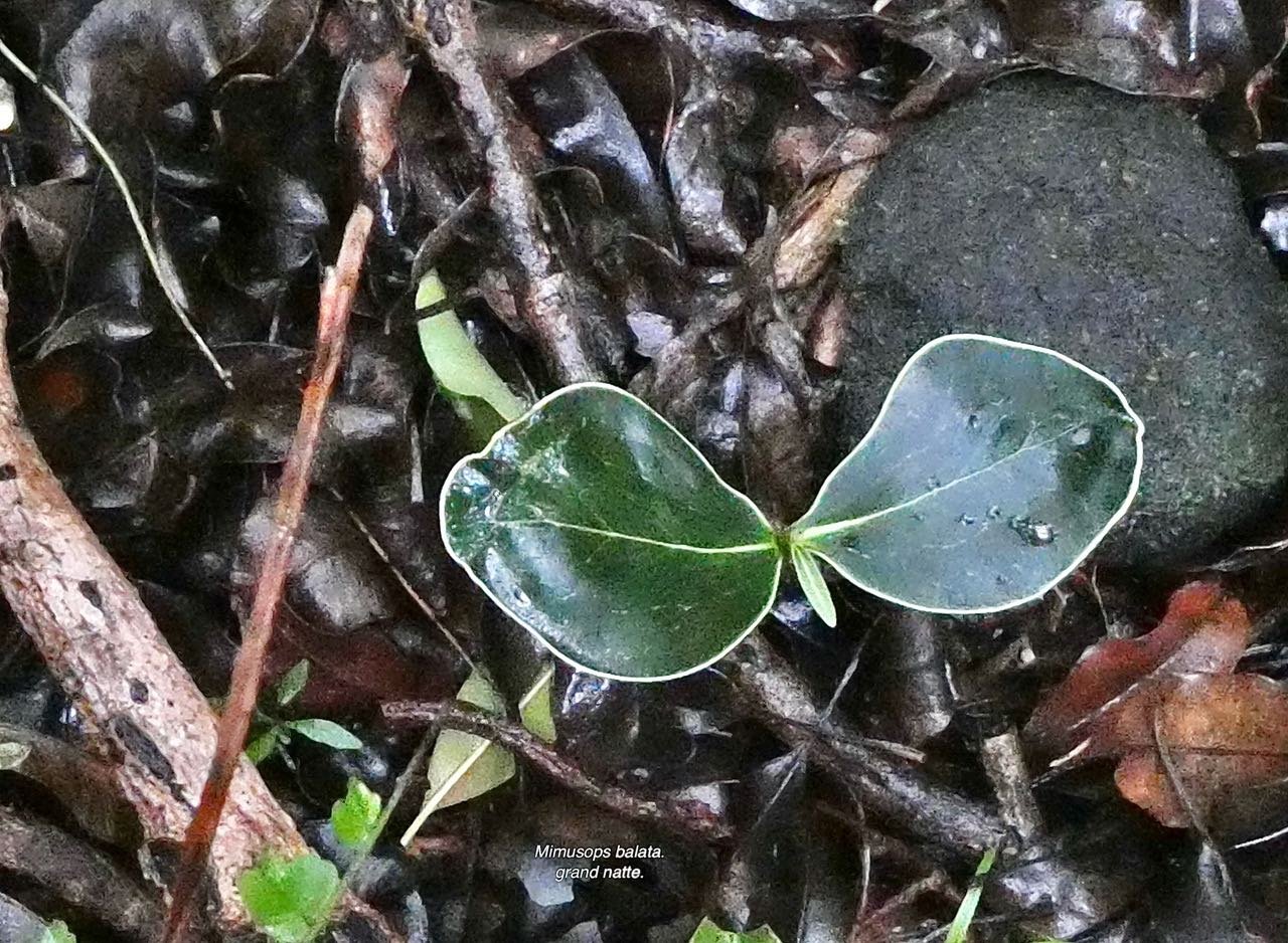 Mimusops balata.grand natte.( plantule  ) sapotaceae.endémique Réunion