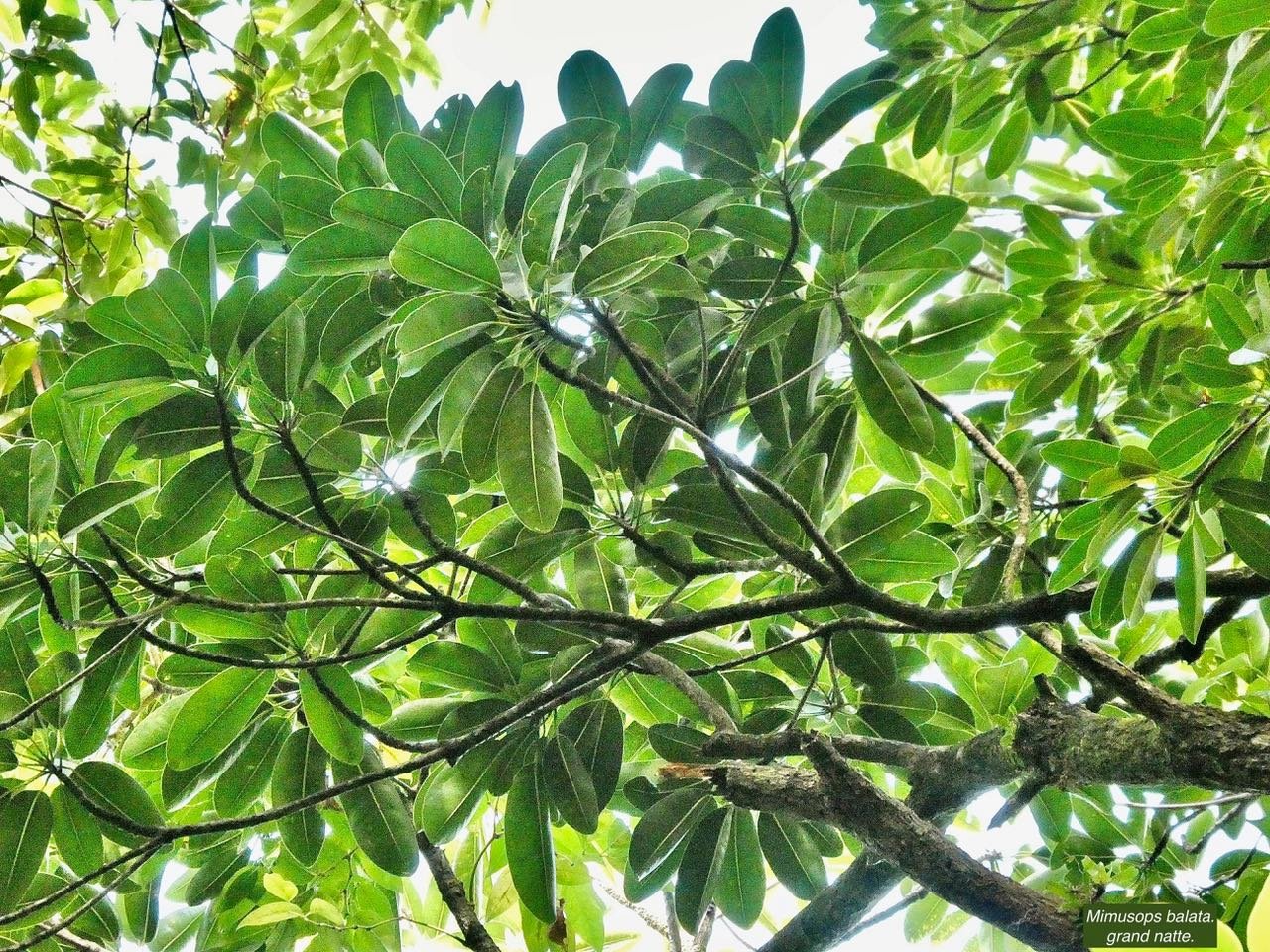 Mimusops balata.grand natte.sapotaceae.endémique Réunion Maurice