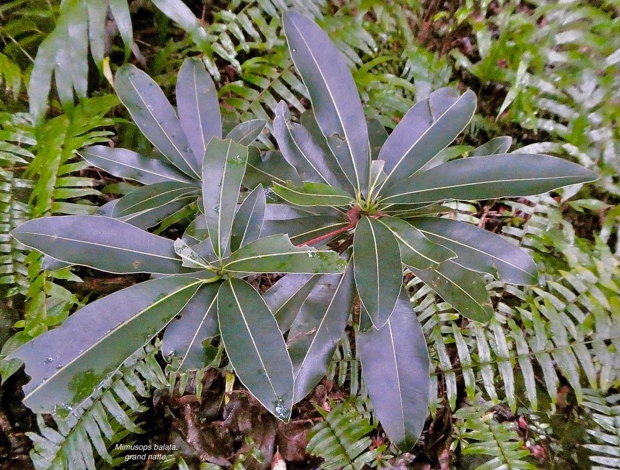 Mimusops balata.grand natte.sapotaceae.endémique Réunion Maurice