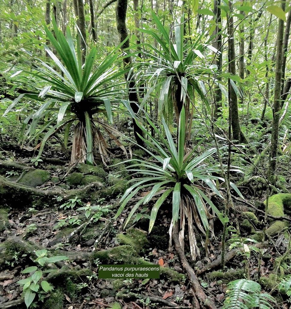 Pandanus purpuraescens vacoi des hauts.pandanaceae.endémique Réunion