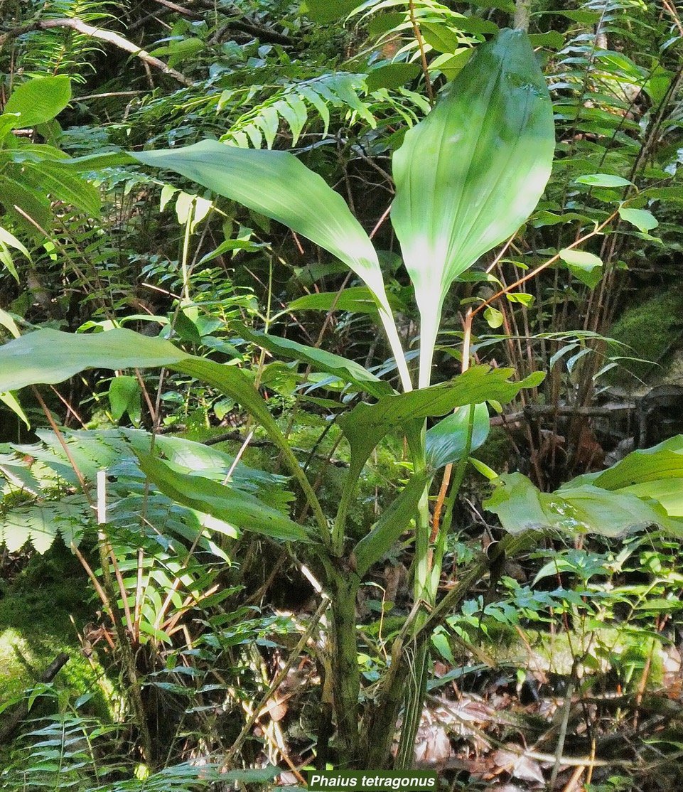 Phaius tetragonus (Thou(ars )orchidaceae.endémique Réunion Maurice