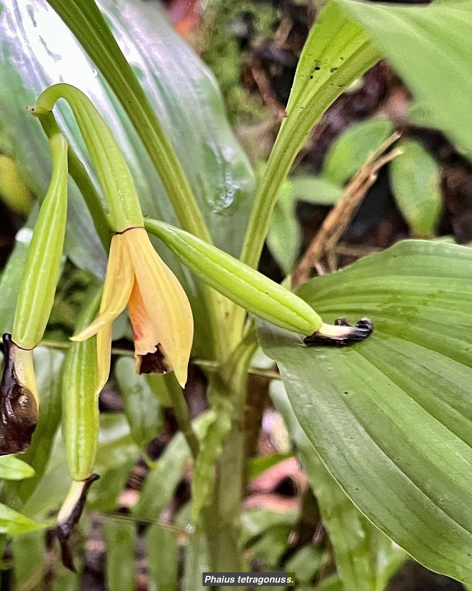 Phaius tetragonus (Thou(ars )orchidaceae.endémique Réunion Maurice