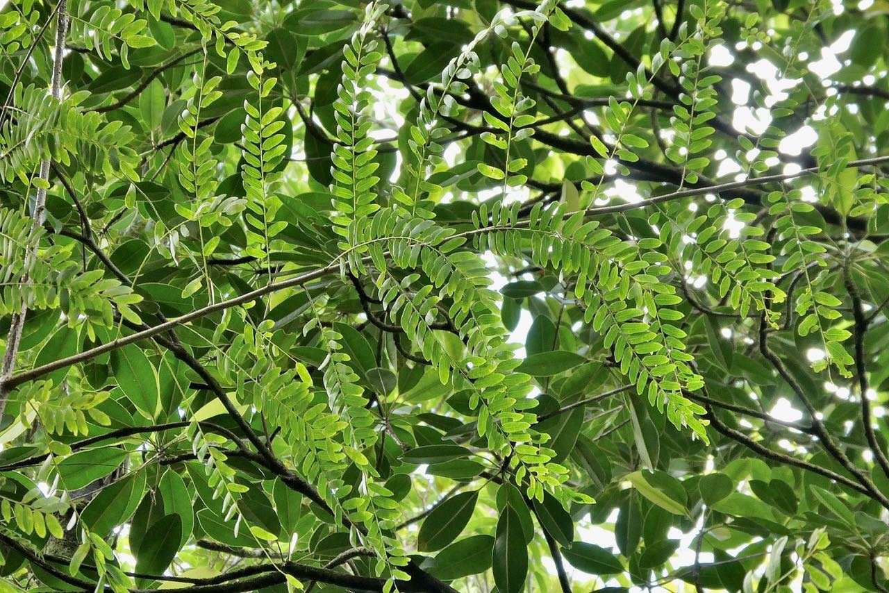?? Phyllanthus casticum.bois de demoiselle. phyllanthaceae.indigène Réunion