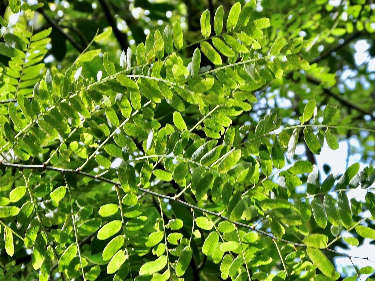 ?? Phyllanthus casticum.bois de demoiselle.phyllanthaceae.indigène Réunion