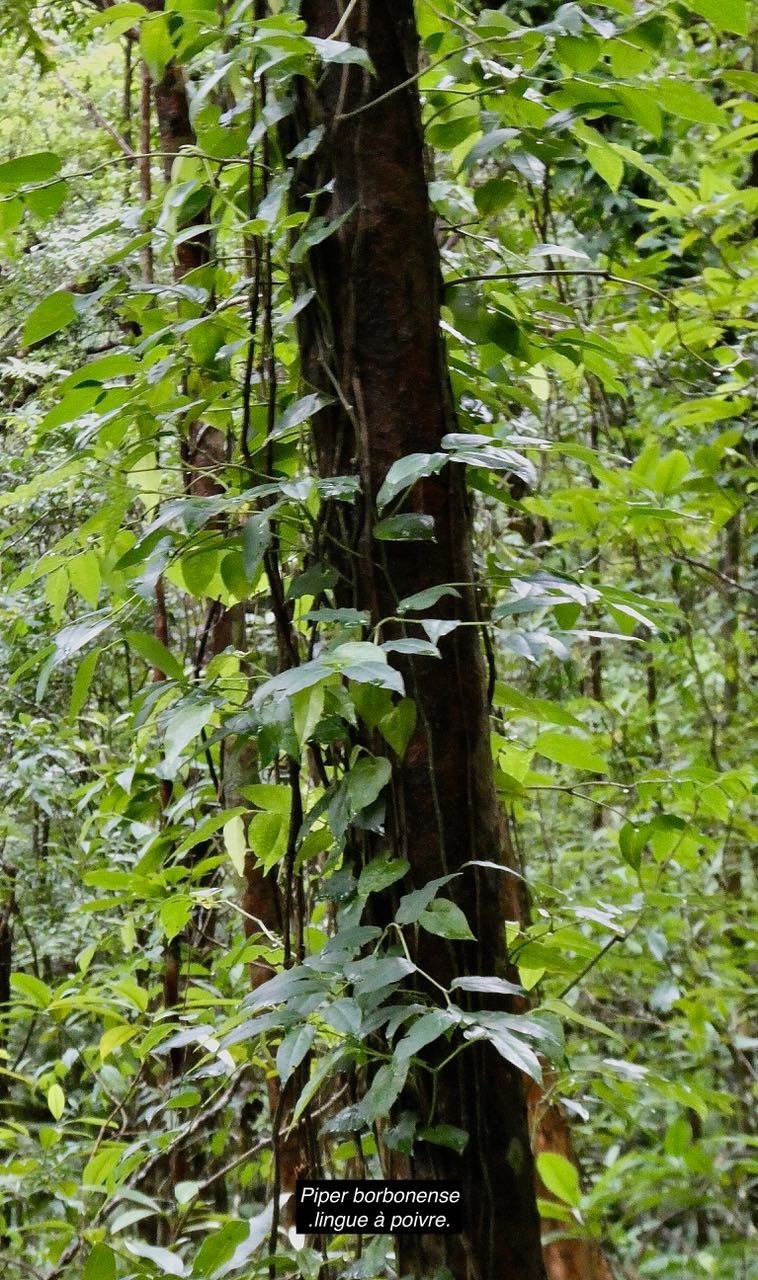 Piper borbonense.lingue à poivre.piperaceae.endémique Madagascar.Comores.Mascareignes