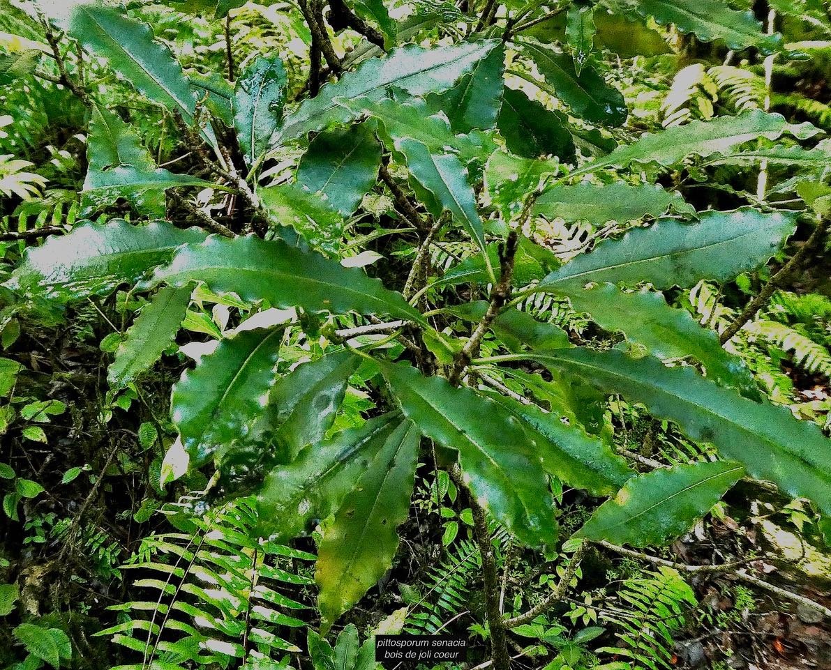 pittosporum senacia subsp senacia.bois de joli coeur des bas.pittosporaceae.endémique Réunion Maurice