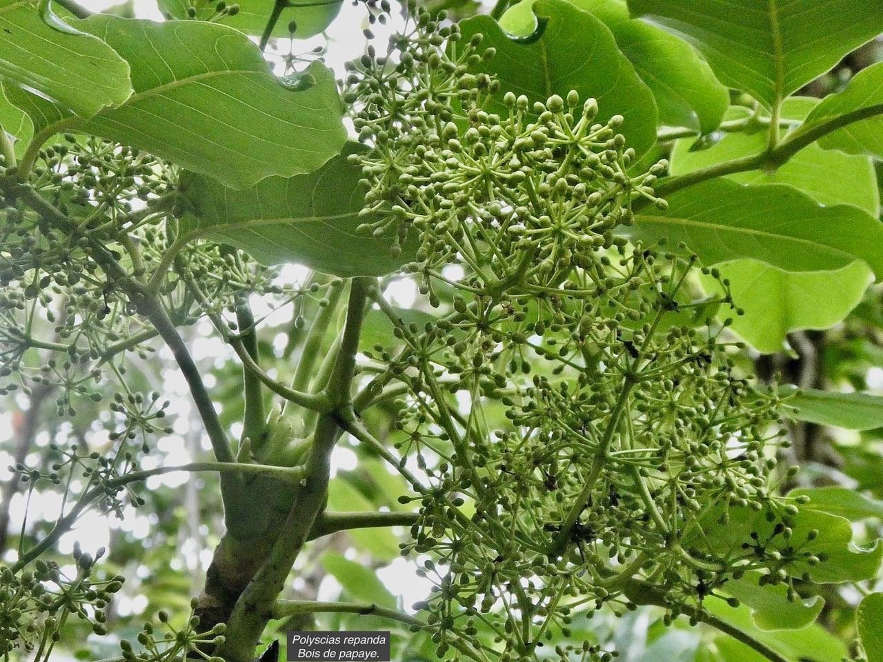 Polyscias repanda  Bois de papaye. ( inflorescences en boutons ) araliaceae.endémique Réunion
