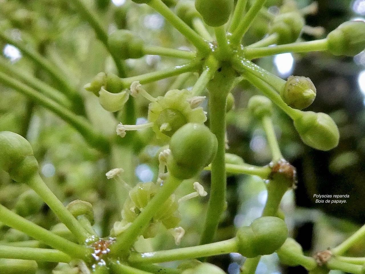 Polyscias repanda  Bois de papaye.( détail de l'inflorescence )  araliaceae.endémique Réunion