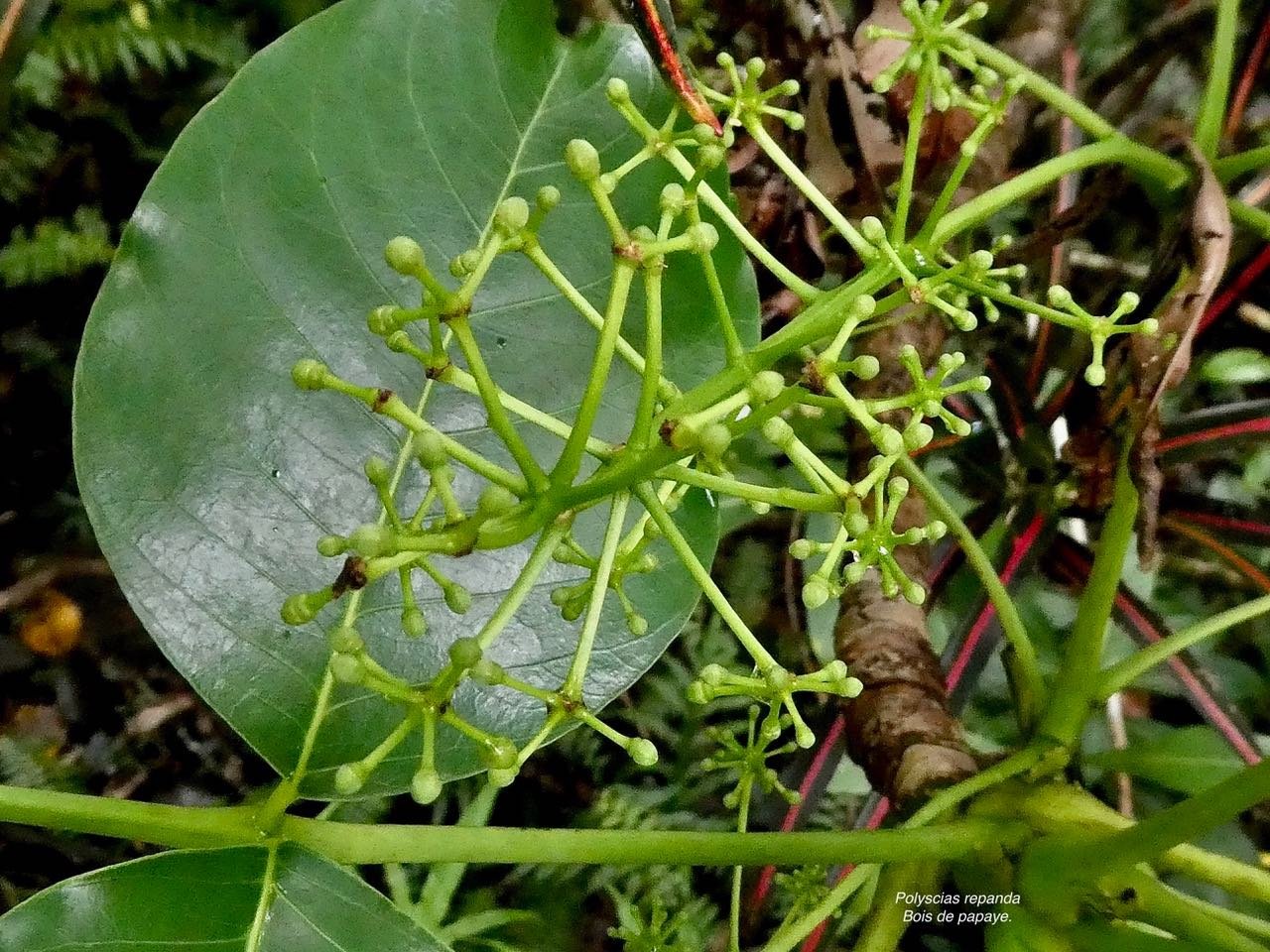 Polyscias repanda  Bois de papaye. araliaceae.endémique Réunion. (1)
