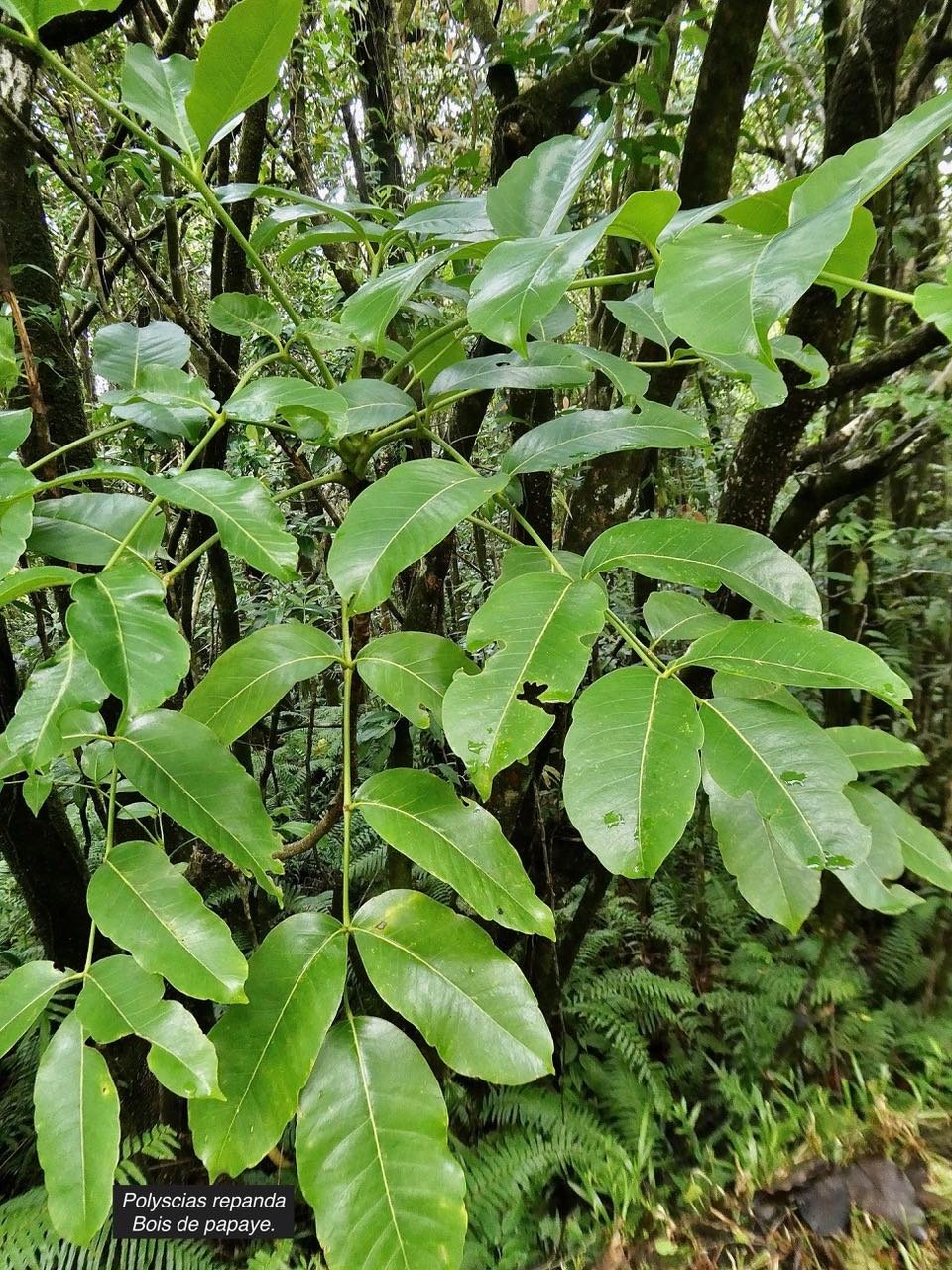 Polyscias repanda  Bois de papaye. araliaceae.endémique Réunion