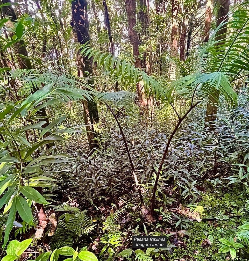 Ptisana fraxinea (Sm).Murdock.fougère tortue.marattiaceae.indigène Réunion
