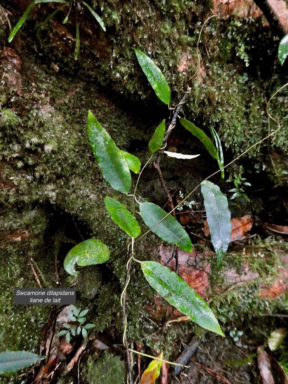 Secamone dilapidans F.Friedman. liane de lait.apocynaceae.endémique Réunion Maurice