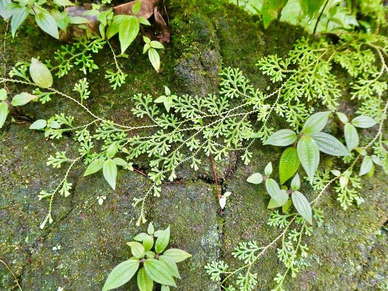 Selaginella concinna. petite patte de lézard.selaginellaceae.endémique Réunion Maurice et Miconia crenata. tabac boeuf