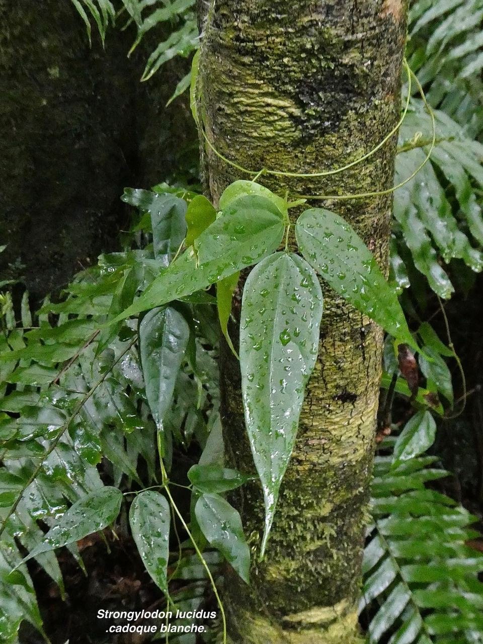 Strongylodon lucidus.cadoque blanche.fabaceae.indigène Réunion. (1)