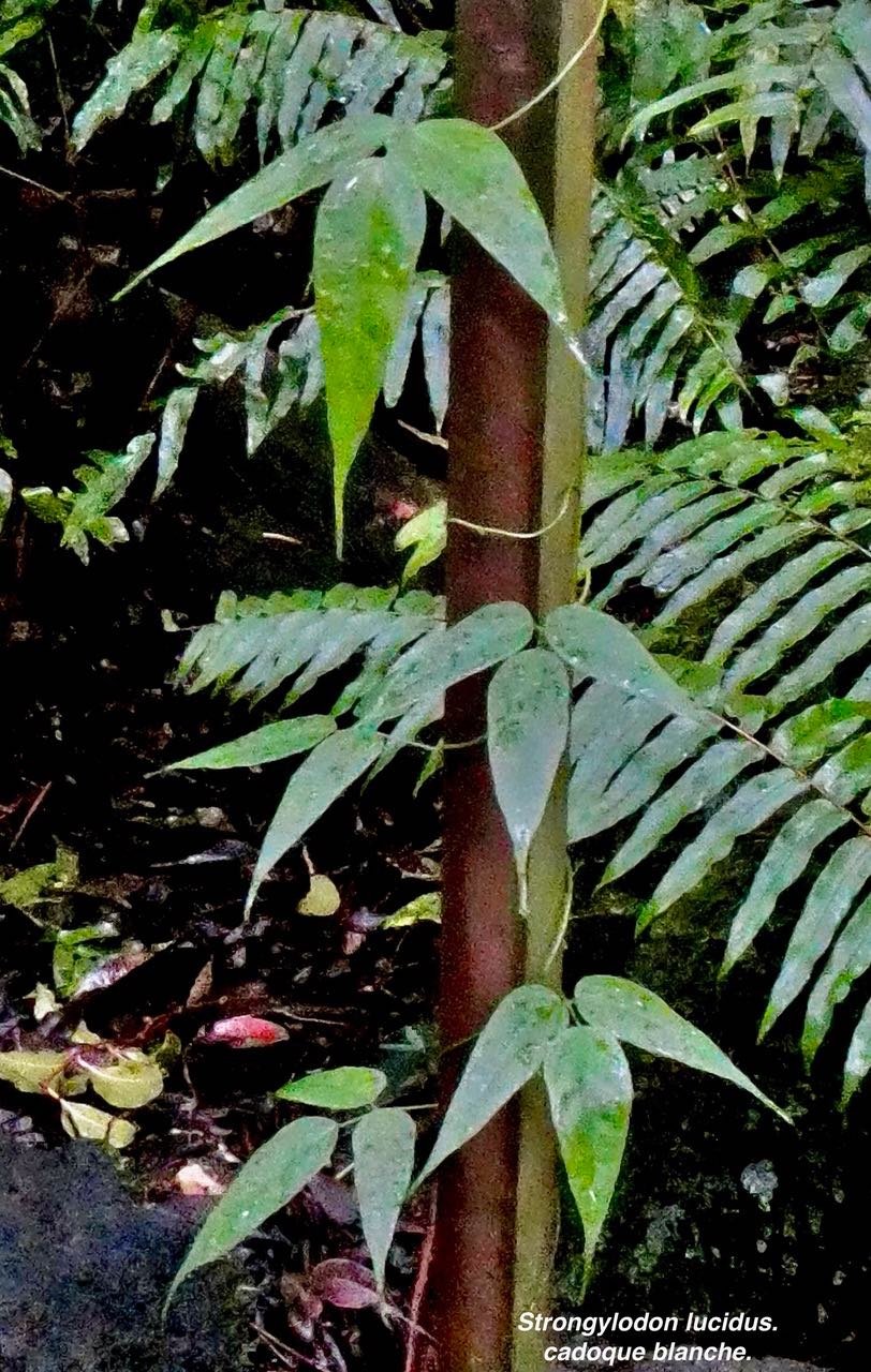 Strongylodon lucidus.cadoque blanche.fabaceae.indigène Réunion