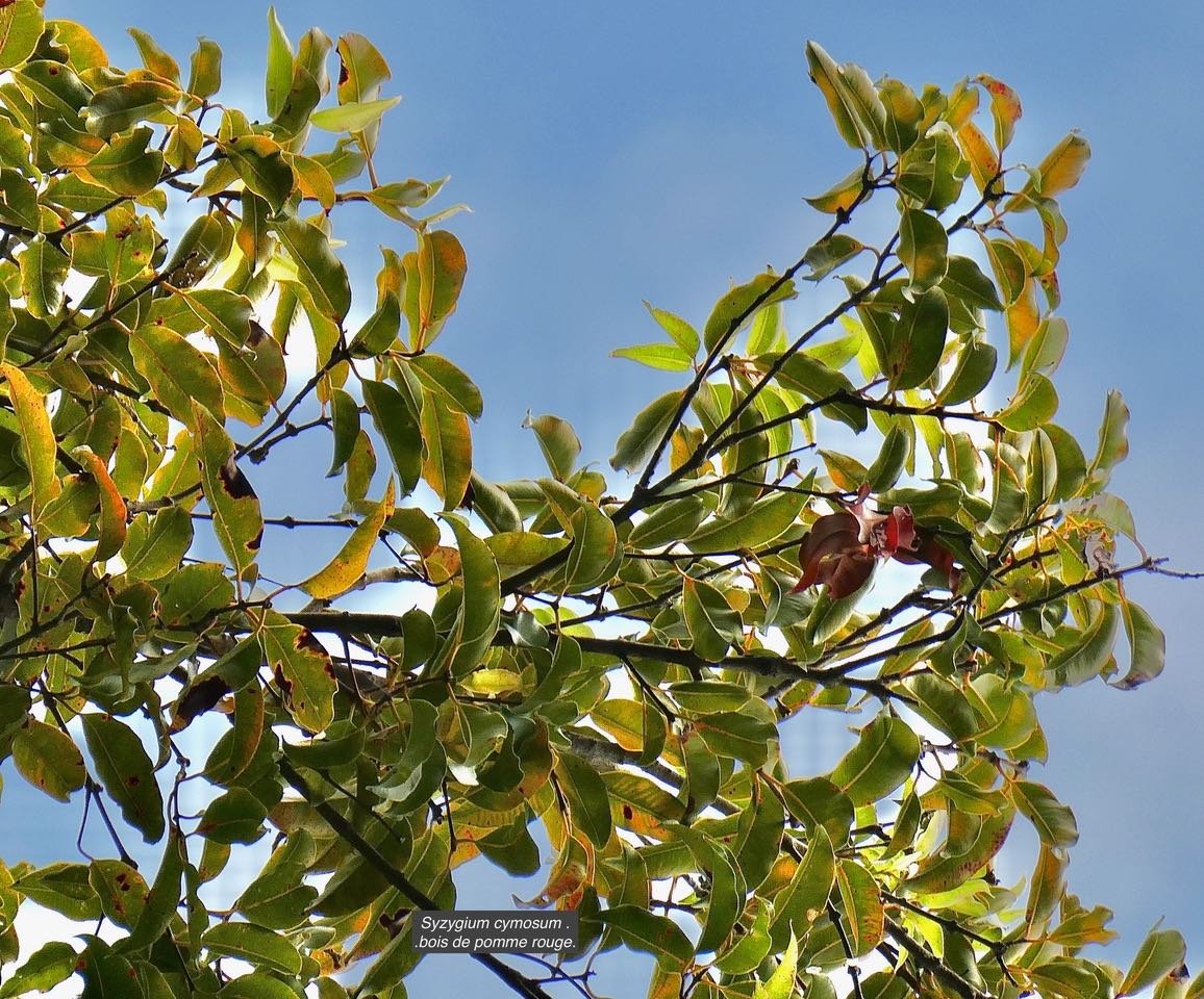 Syzygium cymosum .var.cymosum.bois de pomme rouge.myrtaceae.endémique Réunion Maurice. (1)
