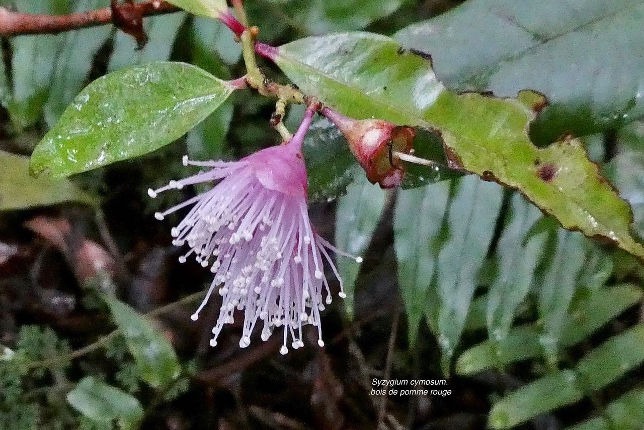 Syzygium cymosum..bois de pomme rouge.myrtaceae.endémique Réunion Maurice.