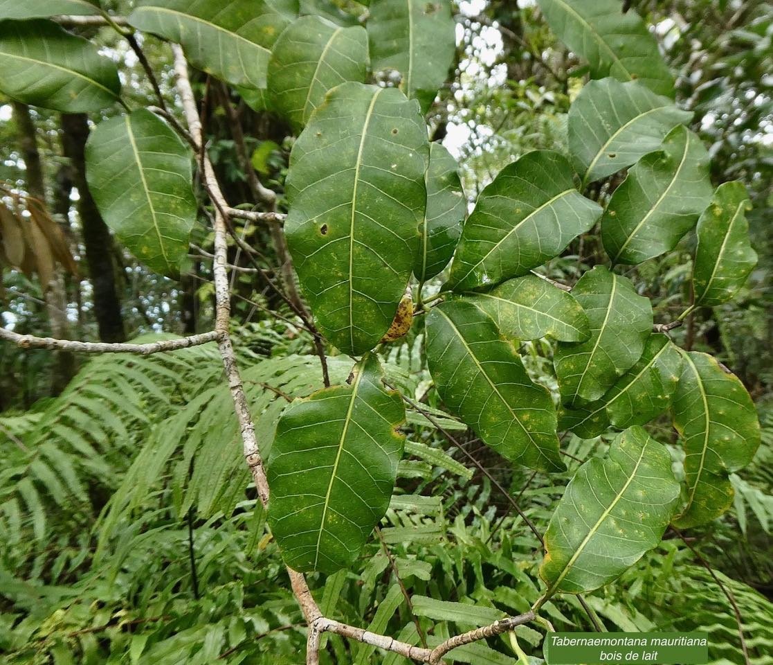 Tabernaemontana mauritiana Lam.bois de lait.apocynaceae.endémique Réunion Maurice. (1)