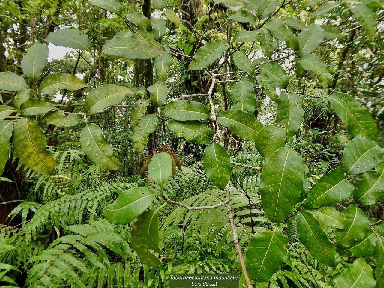 Tabernaemontana mauritiana Lam.bois de lait.apocynaceae.endémique Réunion Maurice