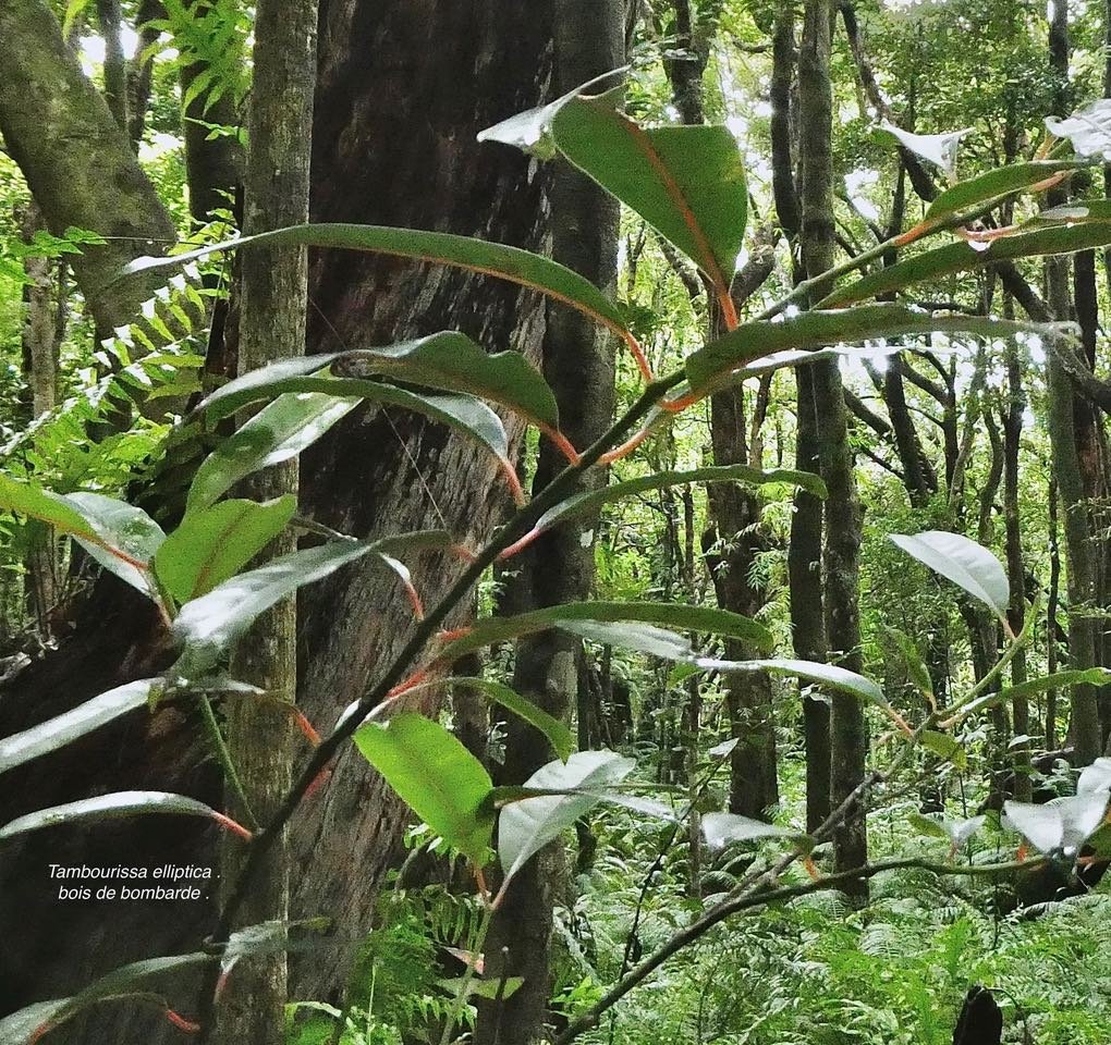 Tambourissa elliptica .bois de bombarde .monimiaceae.endémique Réunion. (1)