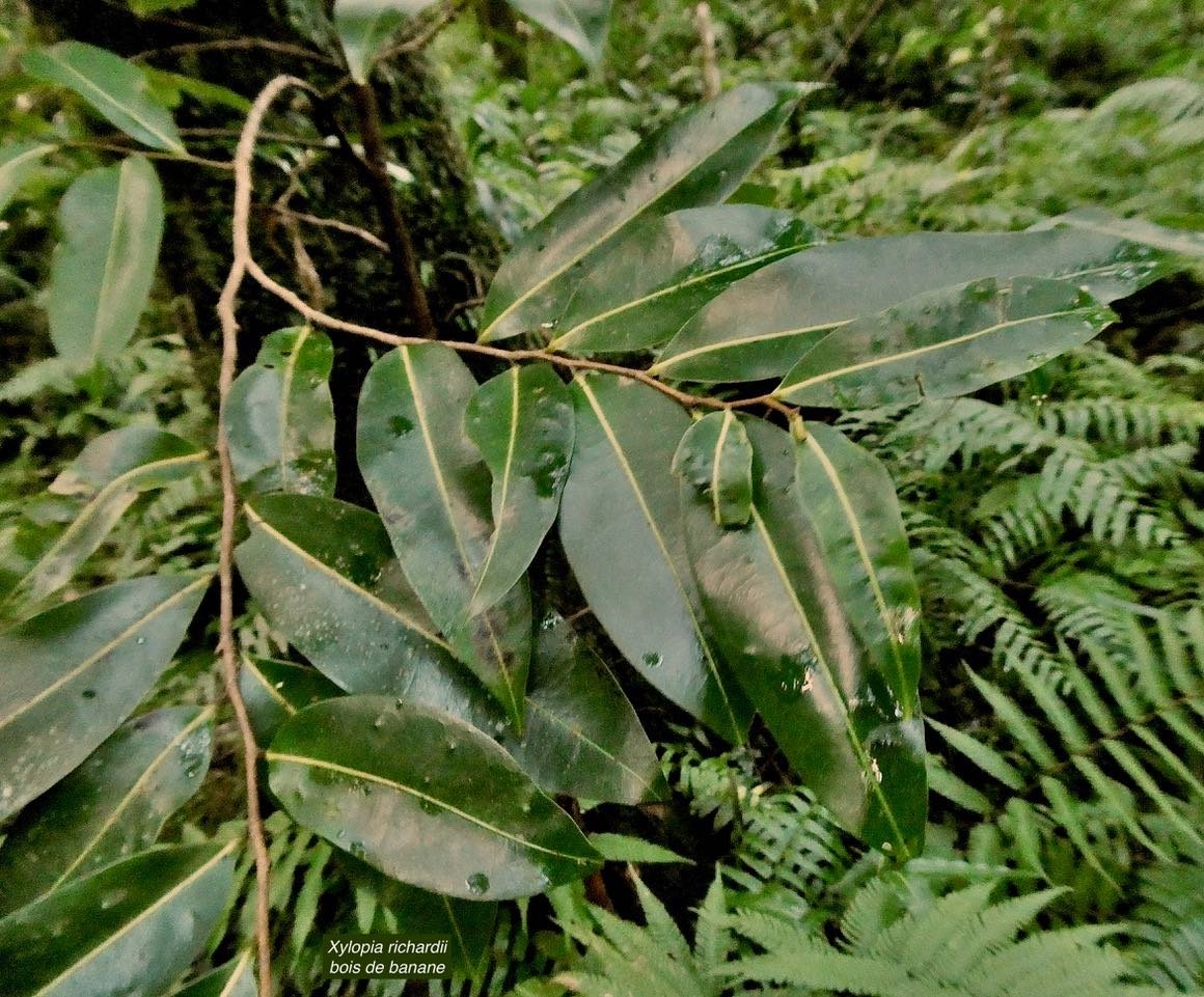 Xylopia richardii Boivin ex Baill.bois de banane.annonaceae.endémique Réunion Maurice. (1)