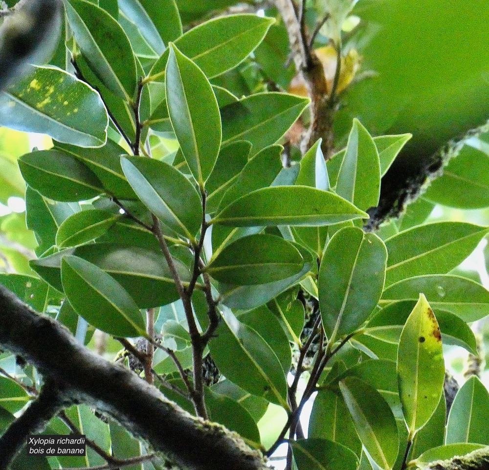 Xylopia richardii Boivin ex Baill.bois de banane.annonaceae.endémique Réunion Maurice