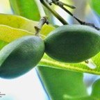 Ochrosia borbonica.bois jaune.apocynaceae.endémique Réunion Maurice. (1).jpeg