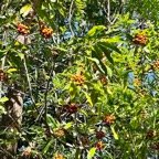 Pittosporum senacia subsp senacia.bois de joli coeur des bas.pittosporaceae.endémique Réunion Maurice. (1).jpeg