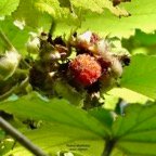 Rubus alceifolius. raisin  marron .rosaceae.exotique  envahissante.jpeg