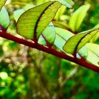 Zanthoxylum heterophyllum.bois de poivre.poivrier des hauts.rutaceae.endémique Réunion.Maurice.Rodrigues..jpeg